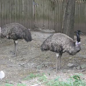 Emu