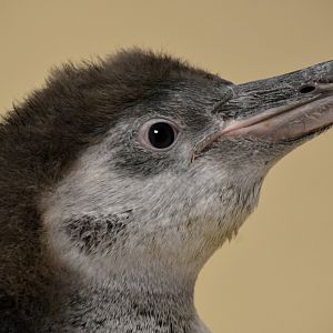 3-month-old Humboldt penguin