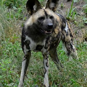 African painted dog Ola