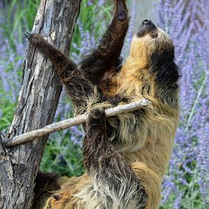 Ambassador sloth Jonnie