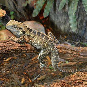 Australian water dragon
