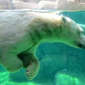 Nan swimming up by the glass