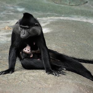 Mom black mangabey with 9-day-old son