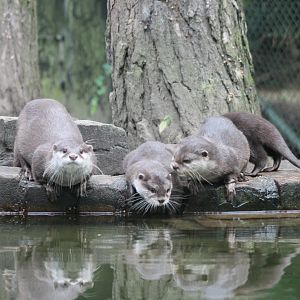 Small-clawed otters