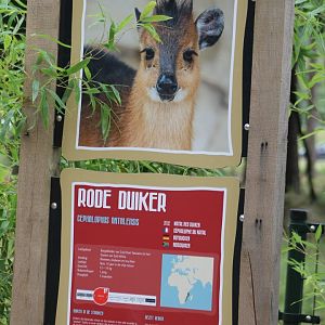 Sign Red duiker