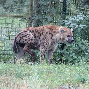 Spotted hyena