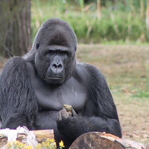 Western lowland gorilla
