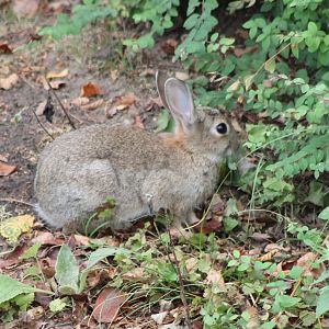 Wild rabbit