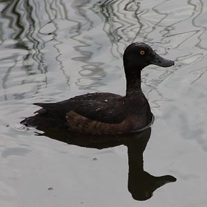 Tuffted duck