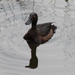 Tuffted duck