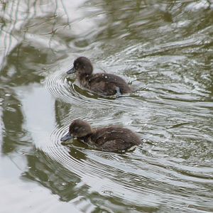 Tuffted ducklings