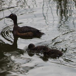 Tuffted duck with ducklings