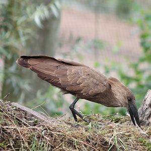 Hammerhead at the nest