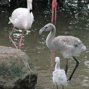 Flamingo and chicks