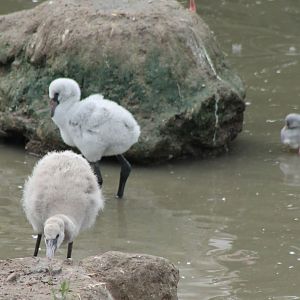 Flamingo-chicks