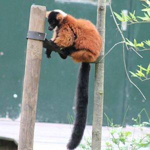 Red ruffted lemur