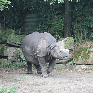 Indian Rhino