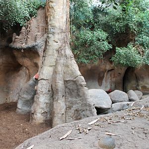 Indoor Indian rhino-enclosure