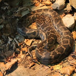 Burmese python