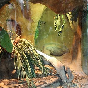 Burmese python-enclosure