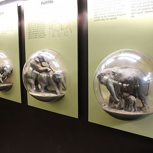 Info-display Elephant-reproduction