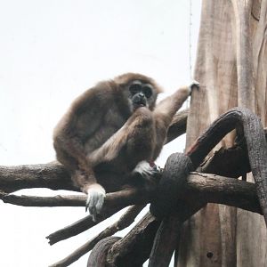 White-handed gibbon