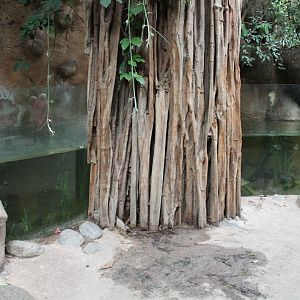 Aquarium Asian fishes