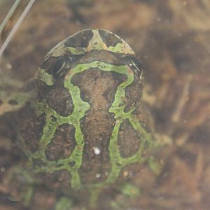 Scaphiophryne madagascariensis