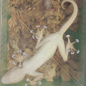 Ptychodactylus hasslquistii