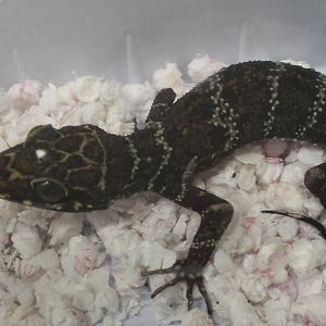 Cyrtodactylus consobrinus