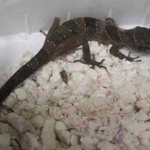 Cyrtodactylus intermedius