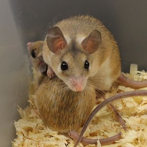 Spiny mice-species