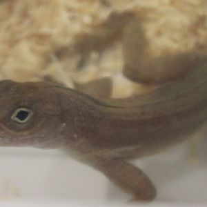 Anolis cristatellus