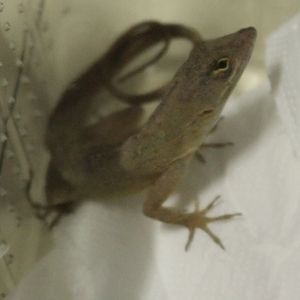 Anolis sagrei