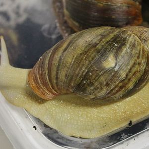 Giant african landsnail