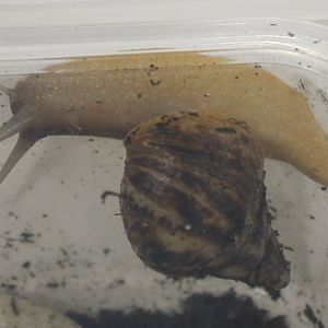 Achatina reticulata