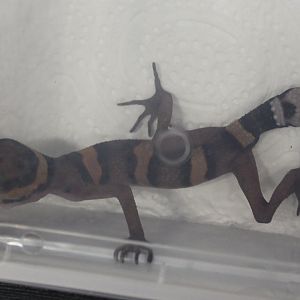 Goniurosaurus araneus