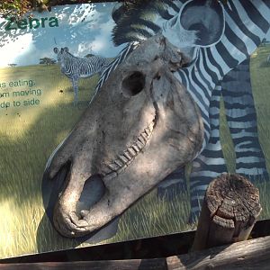 Grevy's Zebra skull signage