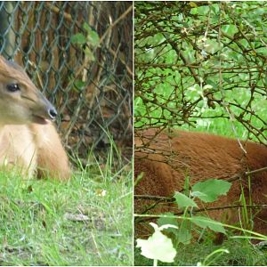 Chester's New Red Duiker Pair