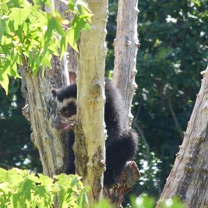 Andean Bear Cub