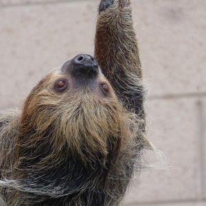 Two Toed Soth Outdoor