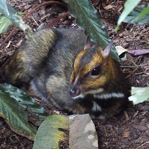 Philipene Mouse Deer in the Tropical Realm