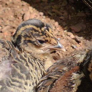 Crested Guineafowl Chick