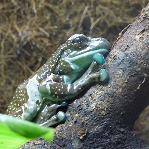 Amazon Milk Frog