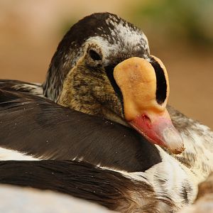 30.06.2017 King Eider Somateria spectabilis