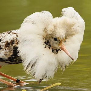 30.06.2017 Male ruff Philomachus pugnax