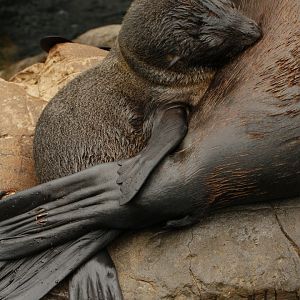 30.06.2017 New baby south American fur seal