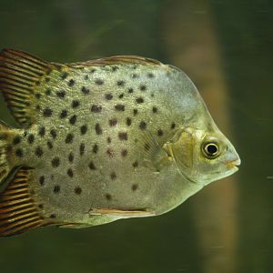 30.06.2017 Spotted scat