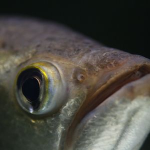 30.06.2017 Archerfish detail