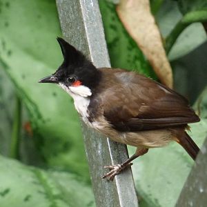 Red-whiskered Bulbul